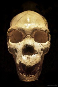 Museo MEH. Miguelón, cráneo de homo heidelbergensis. © Mercedes Peláez.